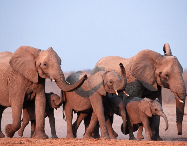 African elephants image from WWF