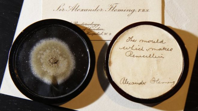 Alexander Fleming penicillin mould