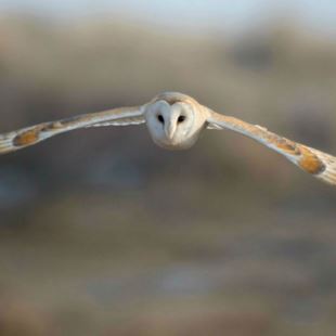 Barn owl. Picture from RSPB