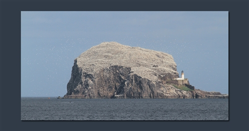 Bass Rock image from RSPB
