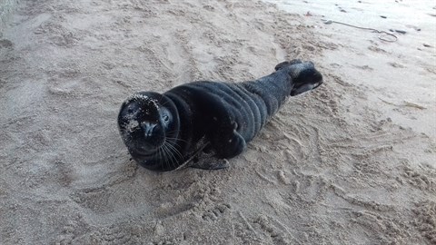 Black seal pup rescued in Scotland