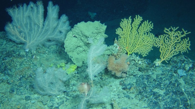 Deep water coral reefs image from RTE