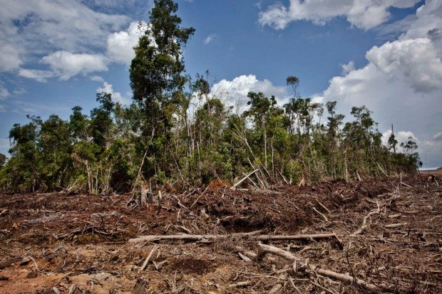 Destruction in Indonesian rainforest image courtesy of Greenpeace