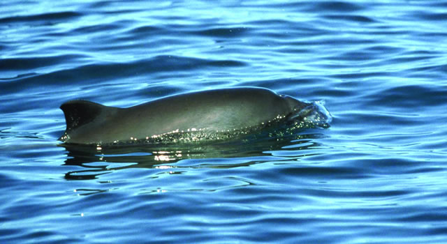 Harbour Porpoise picture from ORCA