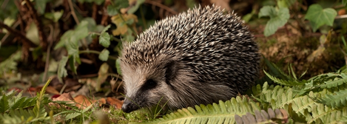 Hedgehog in grass image from Hedgehog Preservation Society