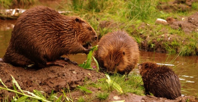 Image: Welsh Beaver Project