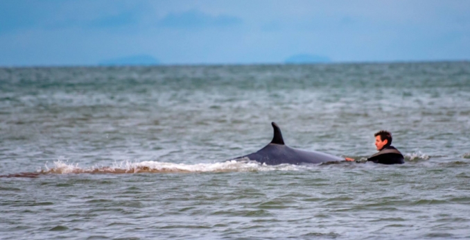 John Lowry rescues whale. Image from Belfast Telegraph.