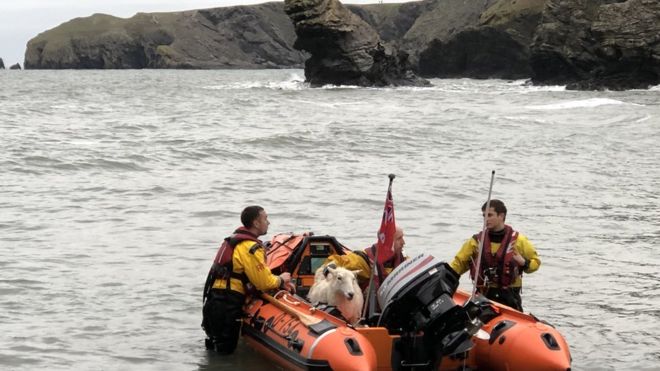 New Quay lifeboat sheep rescue. Picture RNLI