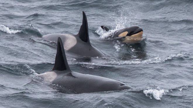 Orca calf photographed off Caithness