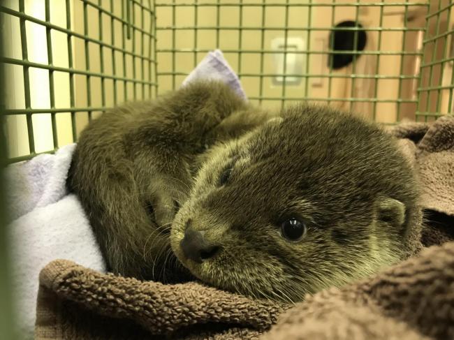 Otter cub washed away in Dolgellau. Image North Wales Chronicle.