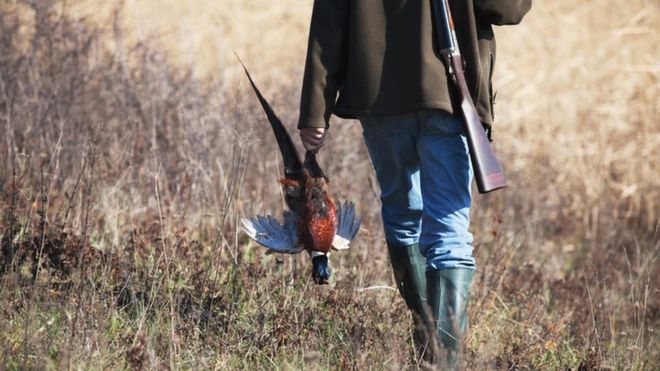 Pheasant shooting. Picture from Getty Images