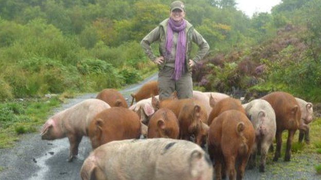 Picture from University of Reading of pigs helping excavations in Islay