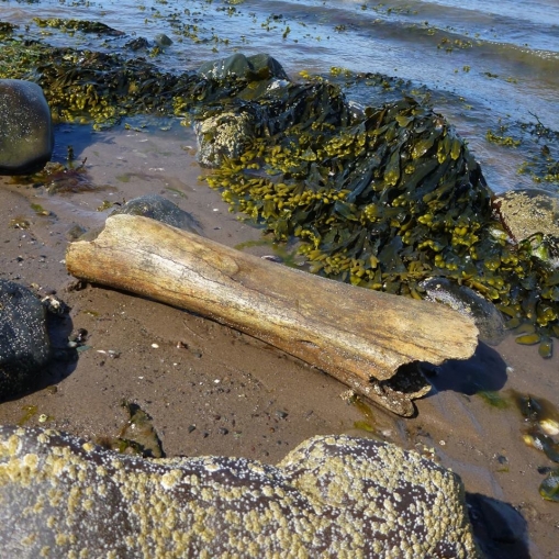 Woolly mammoth femur. Image from Solway Coastwise facebook page